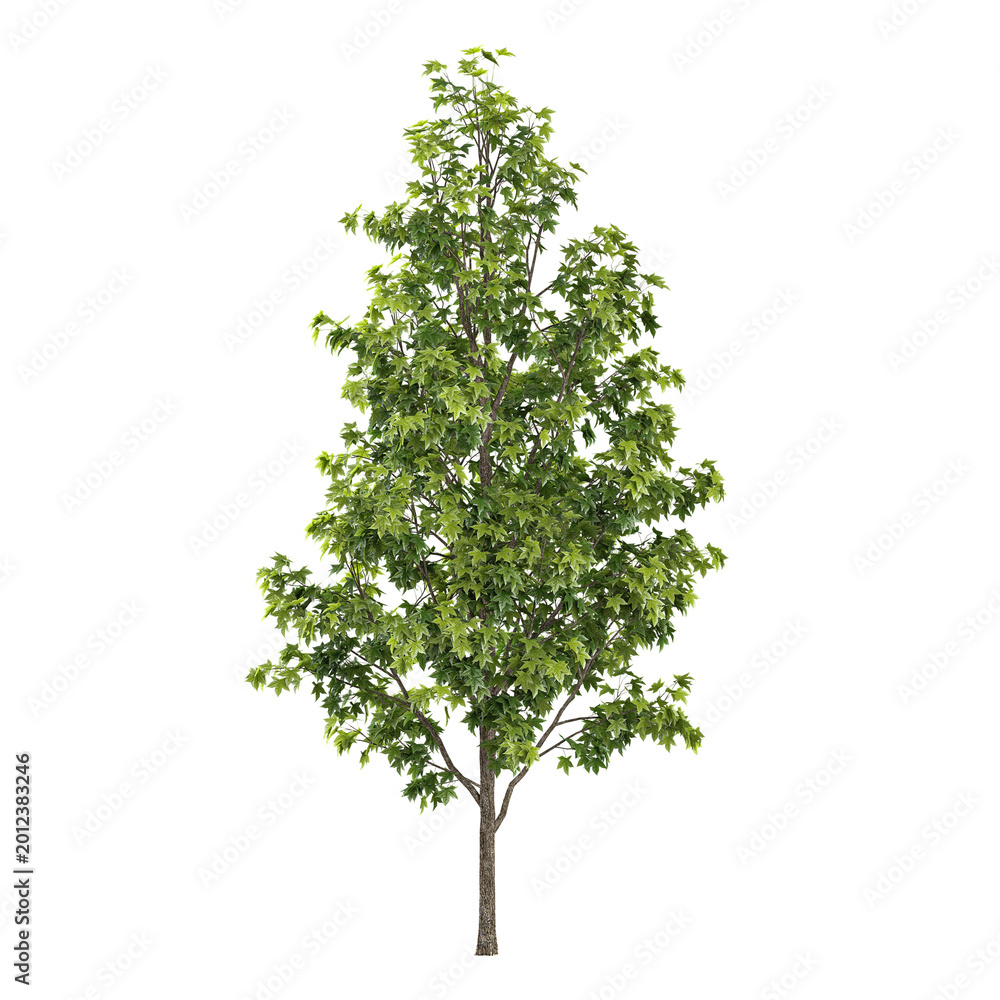 Fototapeta premium collection of Liquidambar styraciflua plant on transparent canvas
