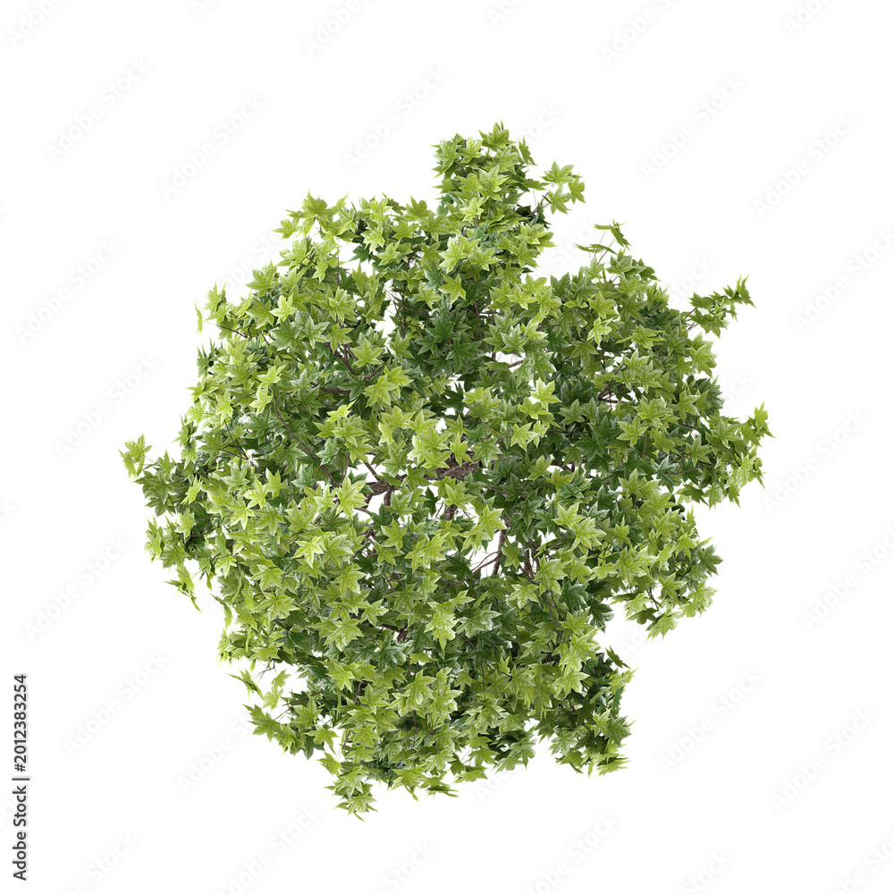 Obraz premium collection of Liquidambar styraciflua plant on transparent canvas from top view