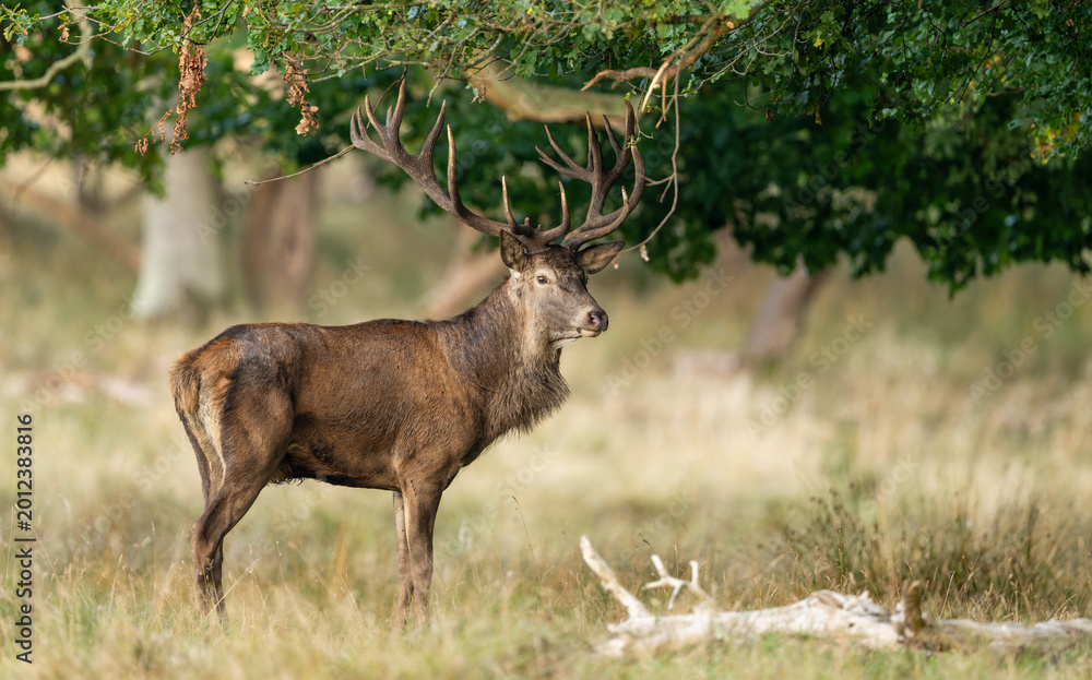 Fototapeta premium Deer male buck ( Cervus elaphus ) during rut