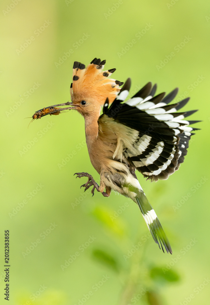 Fototapeta premium Eurasian hoopoe bird in early morning light ( Upupa epops )