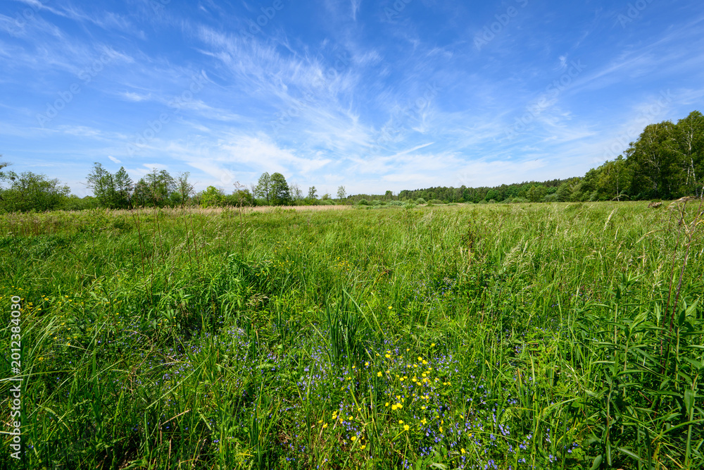 Naklejka premium Beautiful summer day over green fields against blue cloudy sky