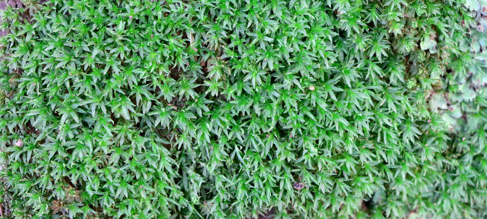 Fototapeta premium Green grass texture background, fresh natural ground cover pattern with leafy surface detail