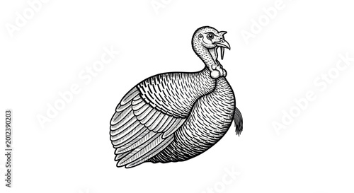 Engraved Turkey Bird Illustration, Vintage Style, Farm Animal, Thanksgiving Icon