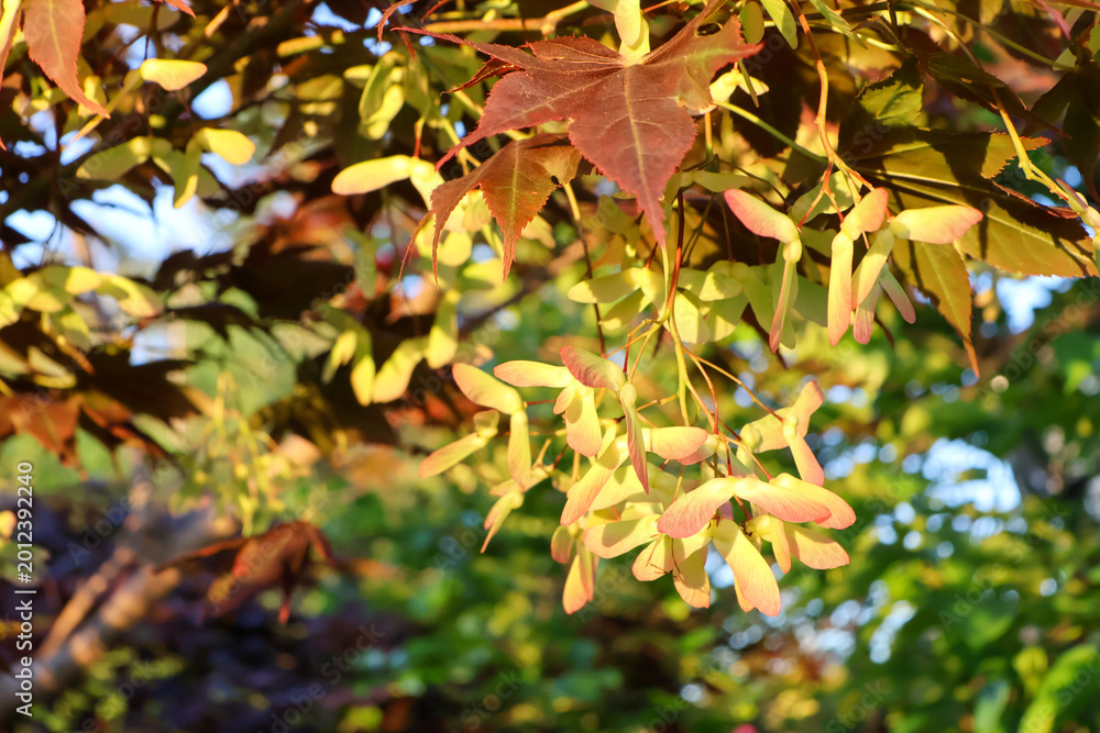 Fototapeta premium 紅葉