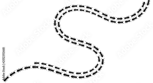 Schilderij op canvas Marching ant trail vector illustration black insect colony teamwork design