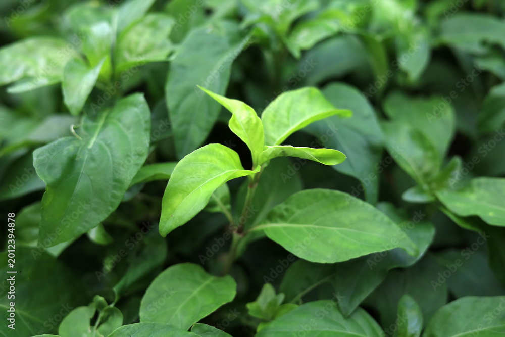 Fototapeta premium Green leaves of Justicia betonica in garden