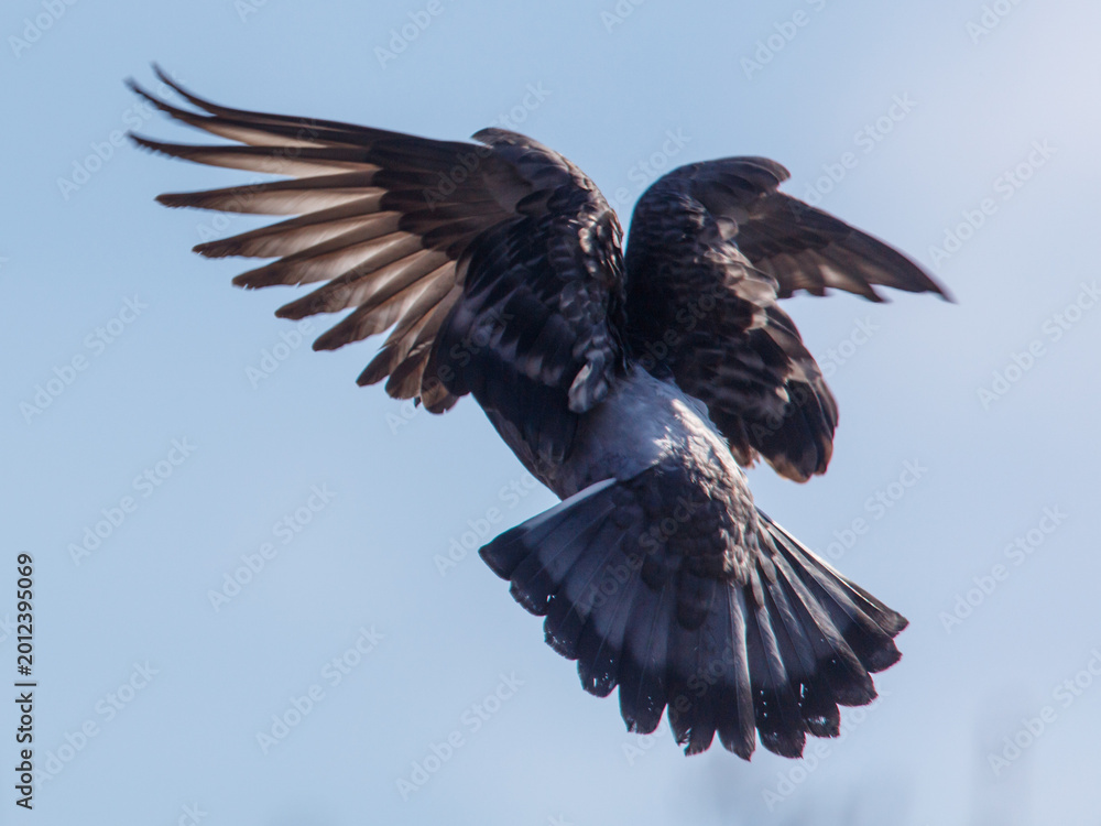 Fototapeta premium Pigeon in flight against soft blue sky