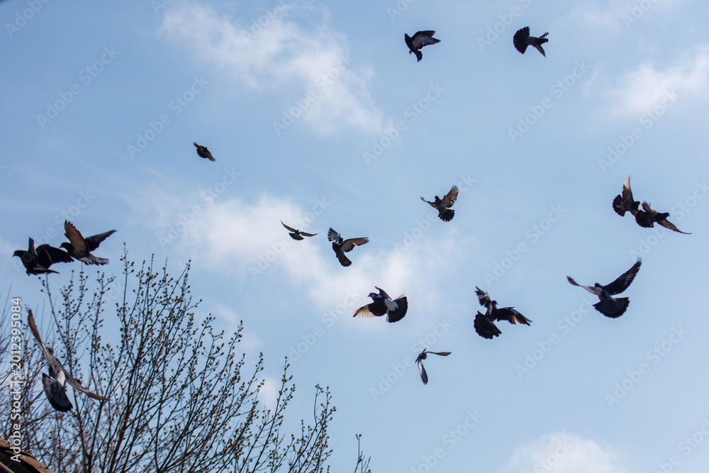 Fototapeta premium Pigeons soar freely over leafless trees under bright blue sky
