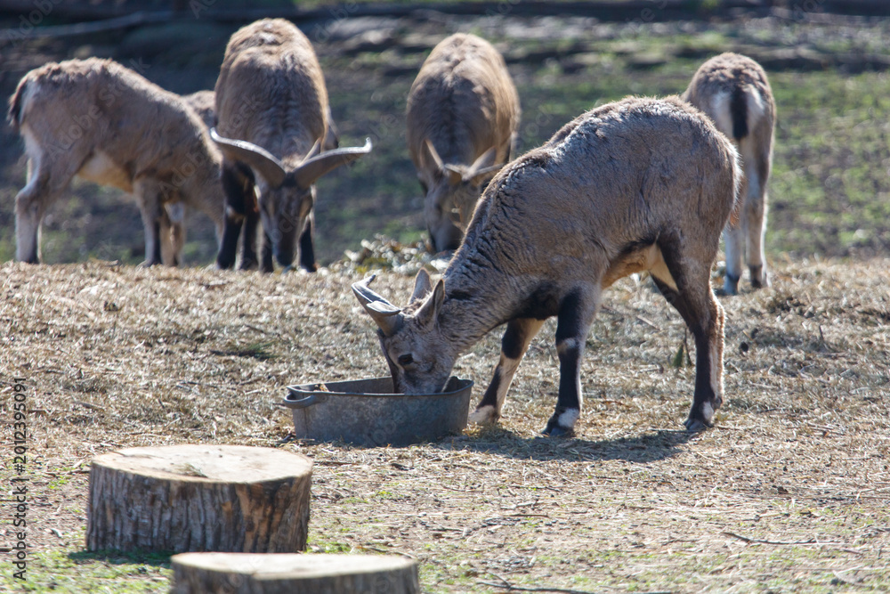 Fototapeta premium Ibexes feeding near wooden trough in sunlit meadow