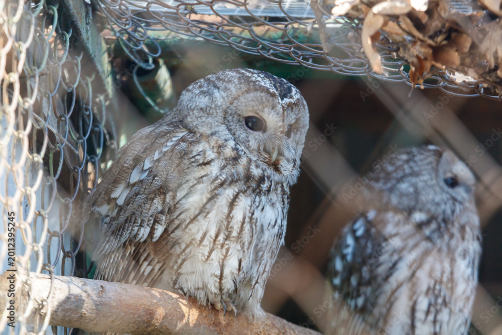 Fototapeta premium Close-up of two owls resting on a branch inside an aviary setting