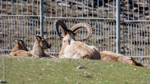 Photos Two bighorn sheep relax on grass near fence