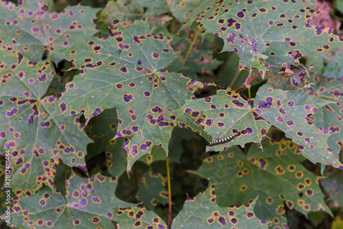 Foto Close-up of maple leaves infected with Tar Spot fungus (Rhytisma acerinum)