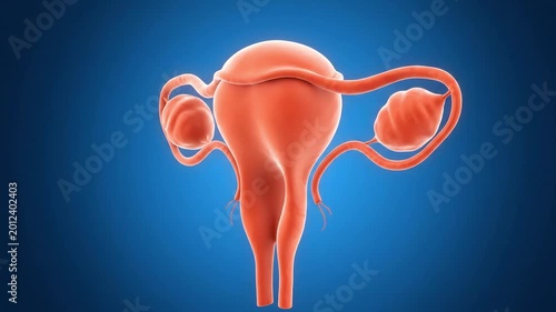 4K Medical Animation of Female Reproductive Anatomy