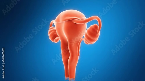 4K Medical Animation of Female Reproductive Anatomy