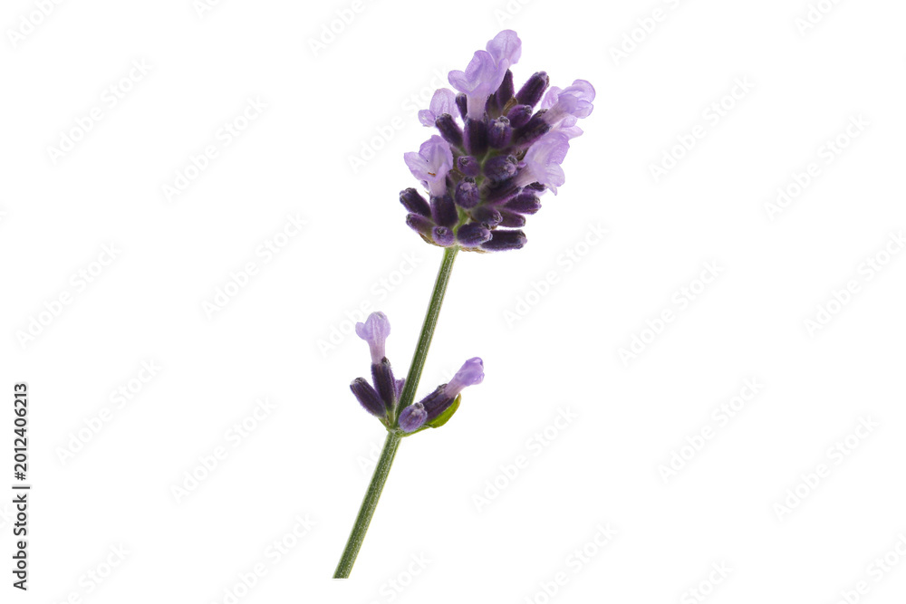 Obraz premium flower morphology of lavender flower isolated on a white background, Lavandula angustifolia