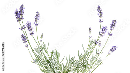💜 Cascading Lavender Stems PNG Isolated on White Background