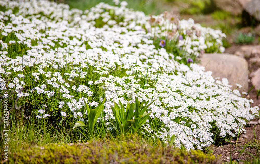Obraz premium Small white flowers grow in the garden