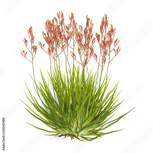 Cuadro en lienzo 3d illustration of tall kangaroo paw plant isolated on transparent background