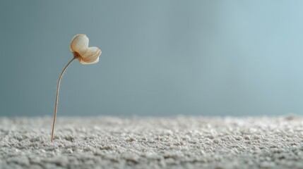 Delicate, dried flower stands alone on textured surface against soft blue background