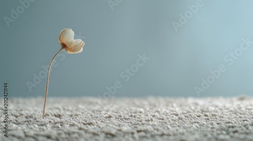 Delicate, dried flower stands alone on textured surface against soft blue background
