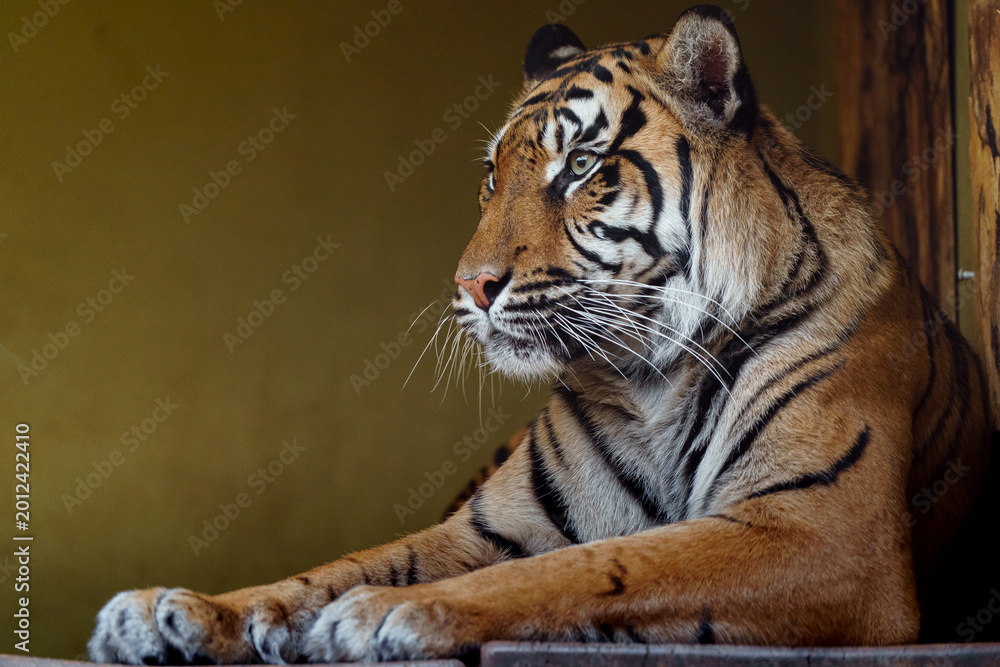 Obraz premium Sumatran tiger