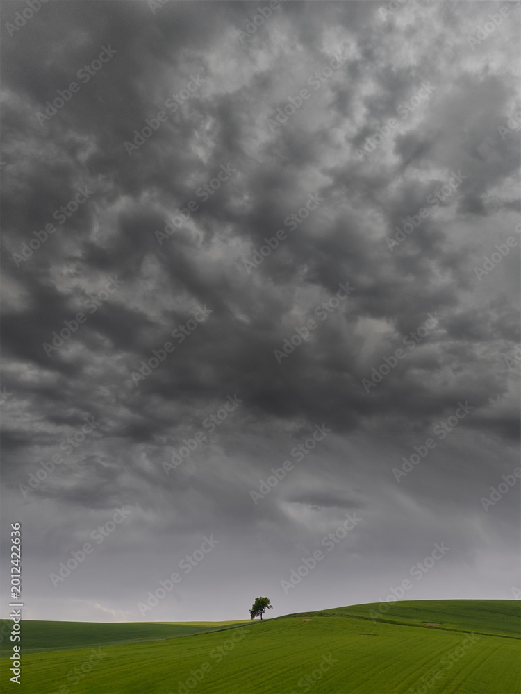 Fototapeta premium Green cereal field under stormy sky in Burgos, Spain