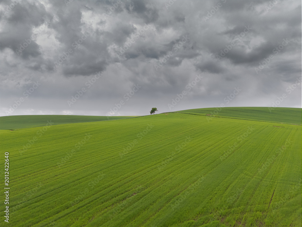 Fototapeta premium Green cereal field under stormy sky in Burgos, Spain