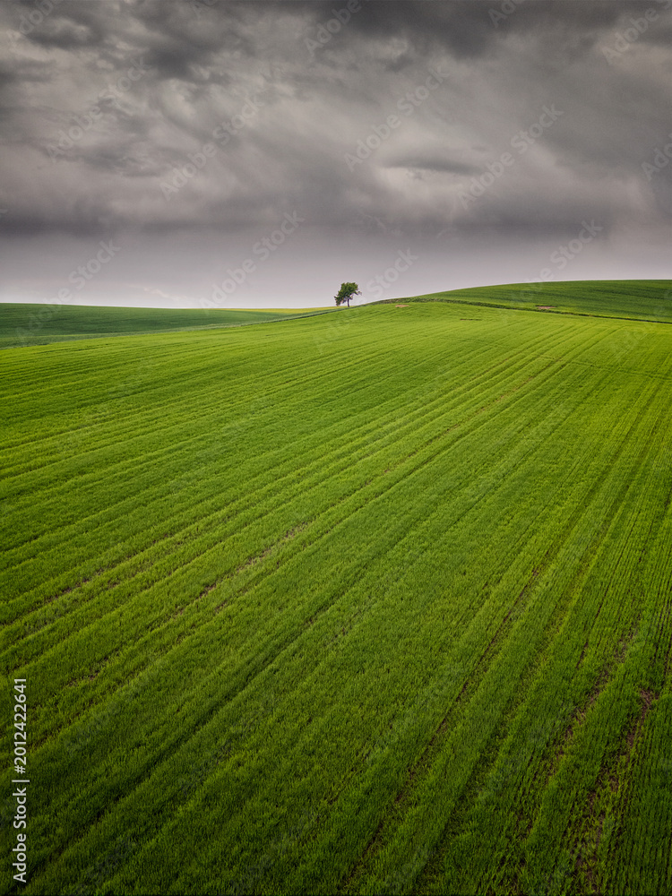 Fototapeta premium Green cereal field under stormy sky in Burgos, Spain