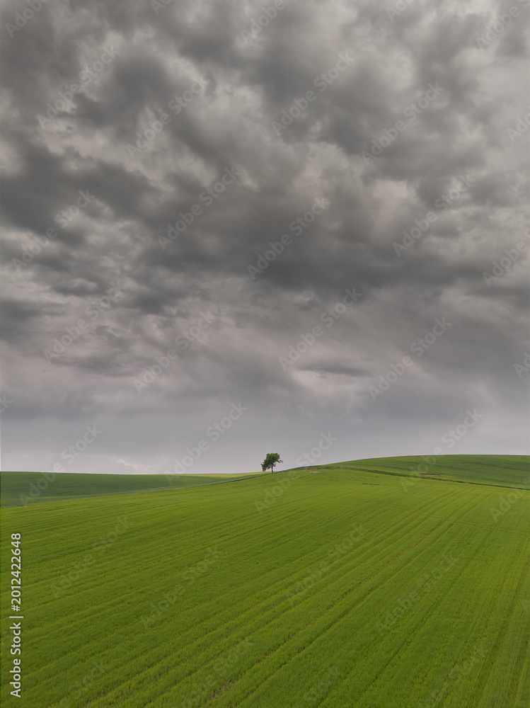Fototapeta premium Green cereal field under stormy sky in Burgos, Spain