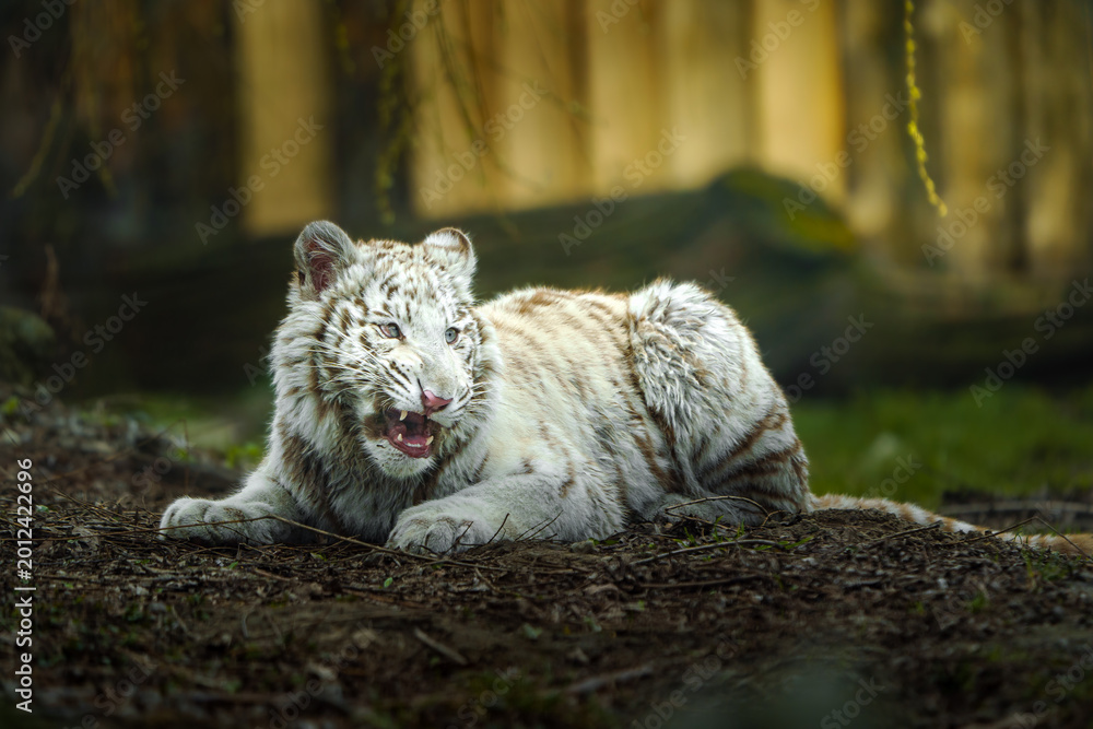 Fototapeta premium White tiger