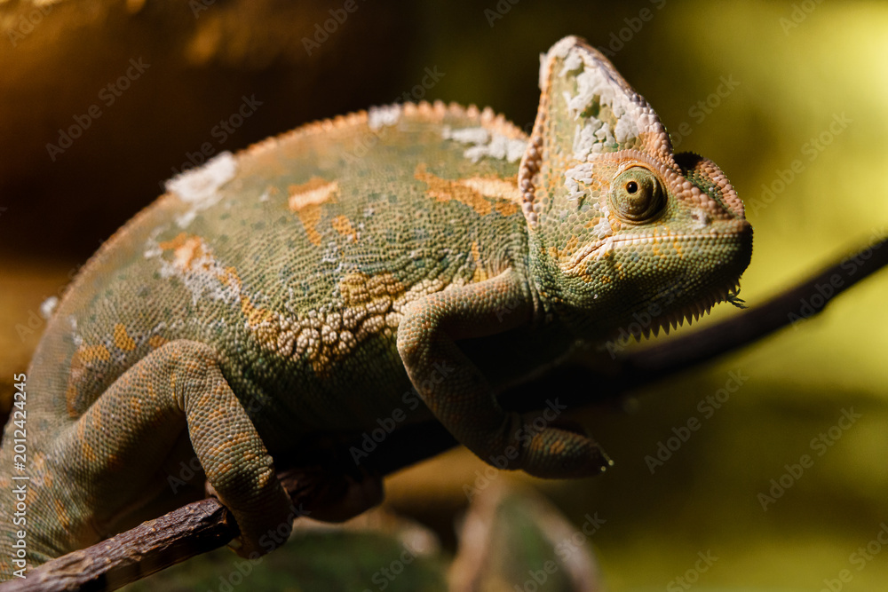 Fototapeta premium Veiled chameleon