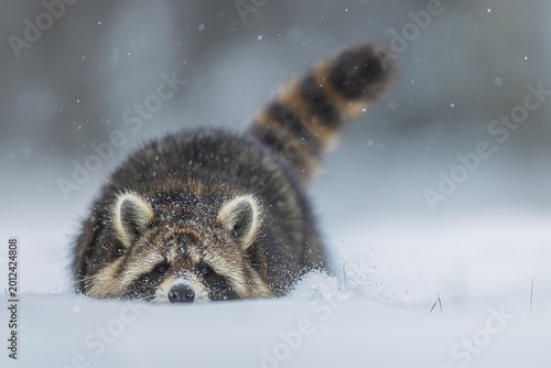 Bild auf Leinwand Low Procyon lotor Raccoon crouching in powder snow with raised tail