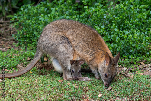 Australian Red-necked Pademelon with joey in her pouch
