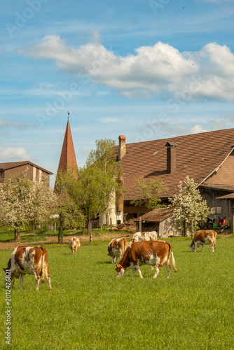 Quadro su tela Brown and white cows (Bos taurus) grazing on lush green pasture in rural Switzerland, with traditional farmhouse and church steeple under a blue sky with clouds
