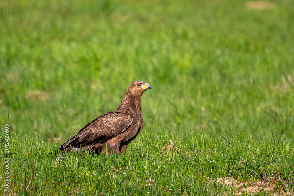 Fototapeta premium Lesser Spotted Eagle, Clanga pomarina, Bieszczady, Poland
