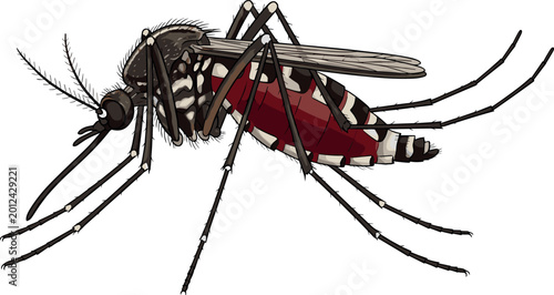 Bild auf Leinwand Detailed Vector Illustration of an Aedes Aegypti Mosquito for Medical, Health Wa