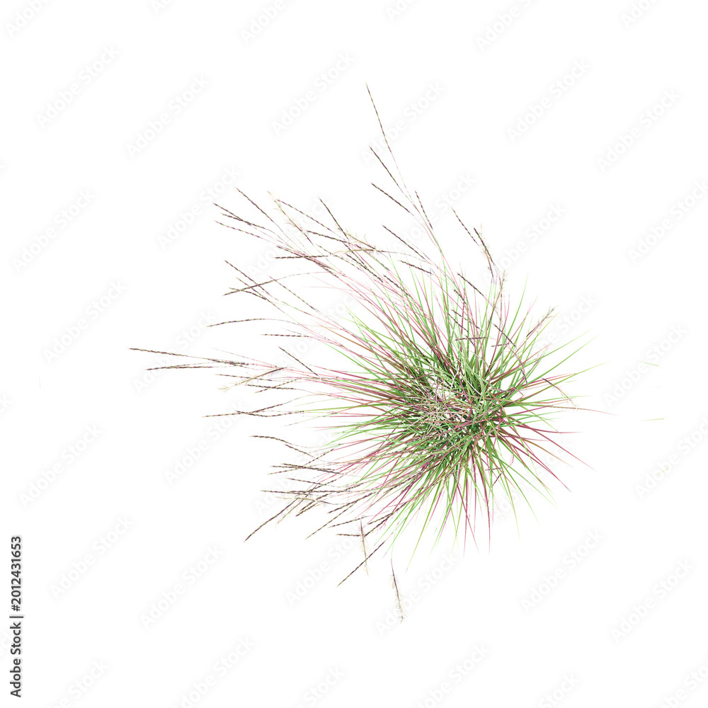 Fototapeta premium 3D rendering of Littile bluestem plant on transparent background from the top view
