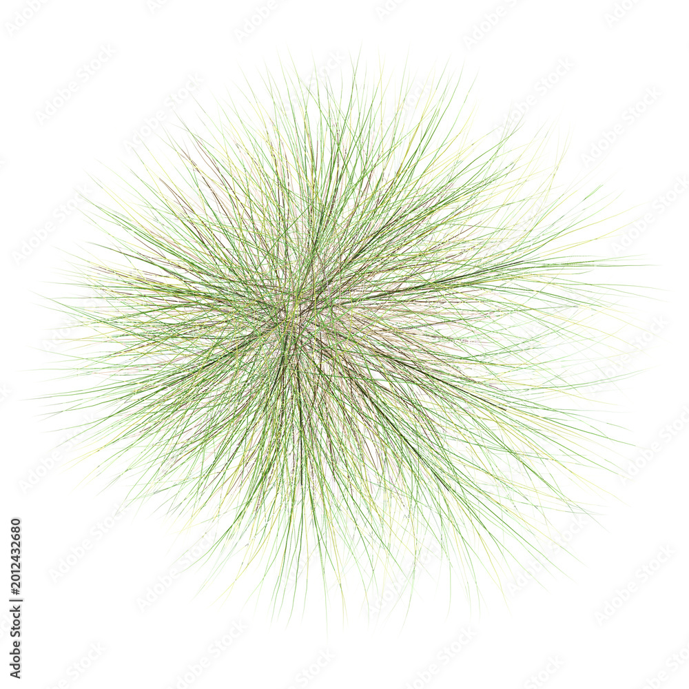 Fototapeta premium 3D rendering of Mat rush plant on transparent background from the top view