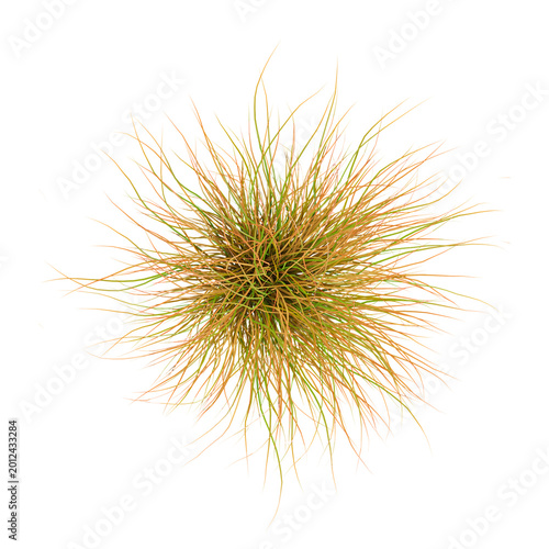 Foto 3D rendering of New zealand hair sedge plant on transparent background from the