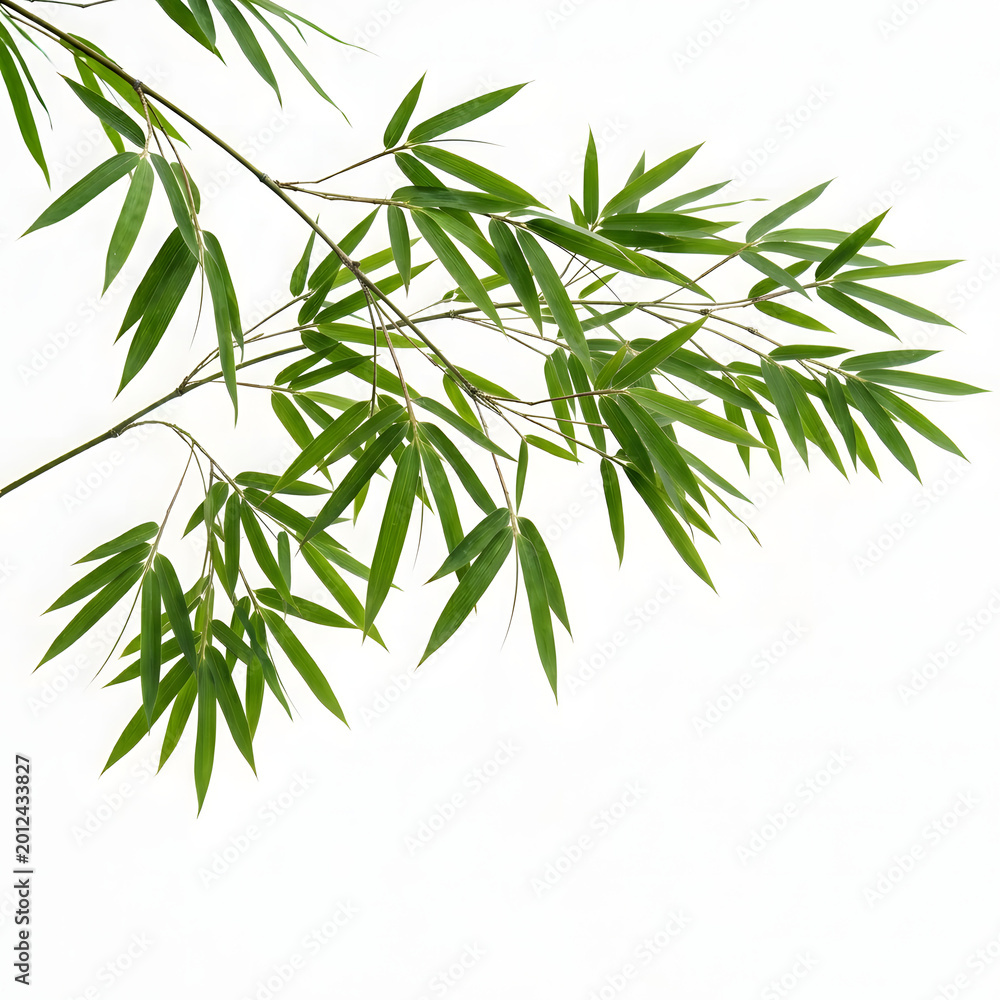 Fototapeta premium Green bamboo branch with leaves on white background