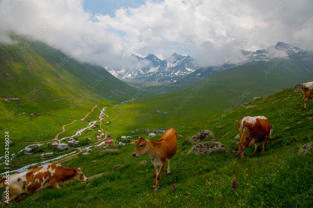 Fototapeta premium The flowery plateau and scenery of the Kaçkar Mountains.