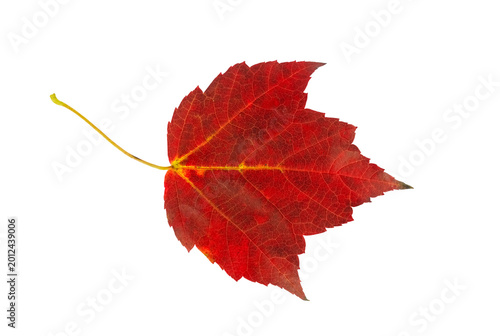 Obraz na plátně real red maple leaf isolated on white background