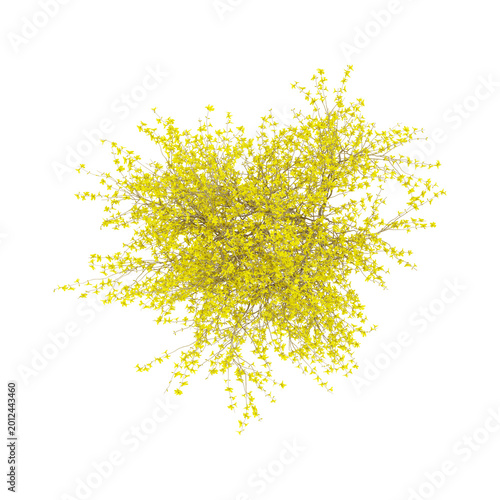Εκτύπωση καμβά collection of border forsythia plant on transparent canvas from top view