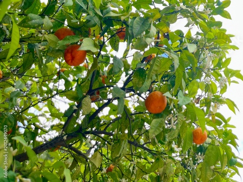Oranges dans un oranger – fruits méditerranéens et nature ensoleillée