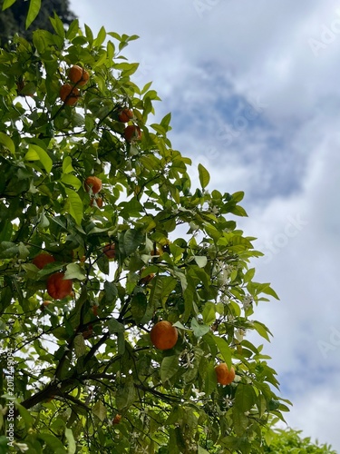 Oranges dans un oranger – fruits méditerranéens et nature ensoleillée
