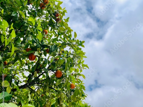Oranges dans un oranger – fruits méditerranéens et nature ensoleillée