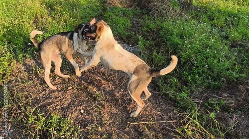 Two stray dogs are playing together, outdoor Chiangmai Thailand.