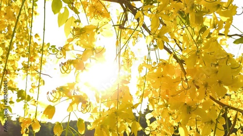  Golden shower tree flowers, outdoor Chiangmai Thailand.