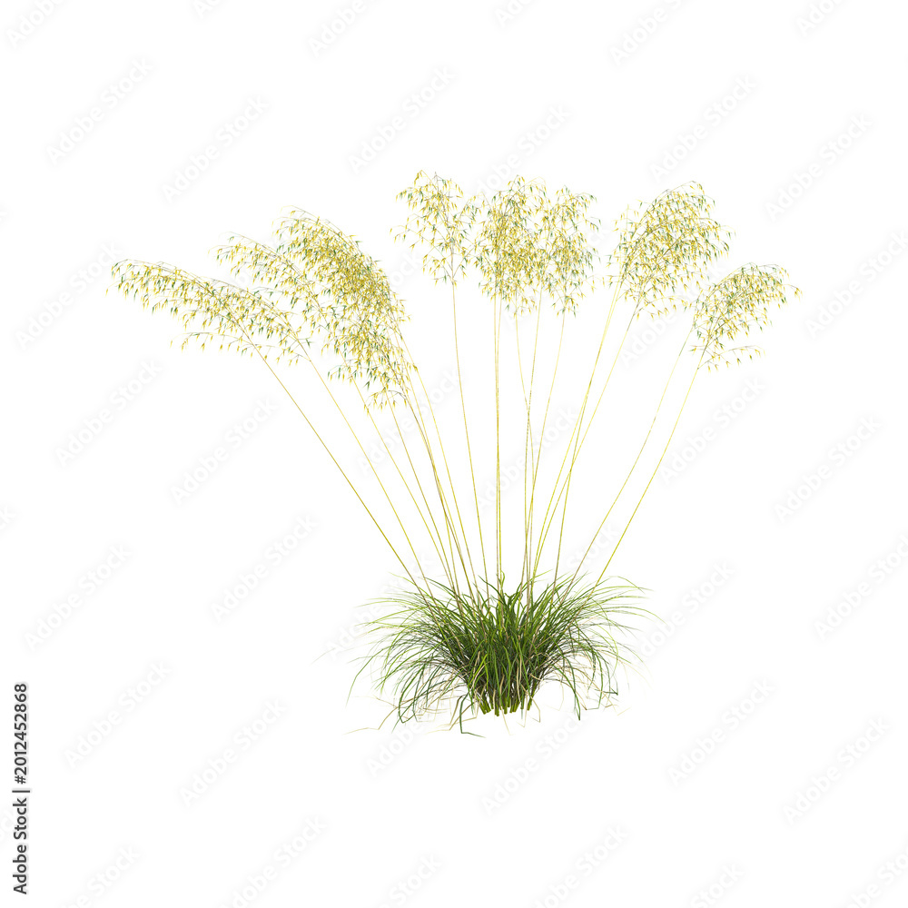 Fototapeta premium collection of Chinese Giant feather grass on transparent canvas