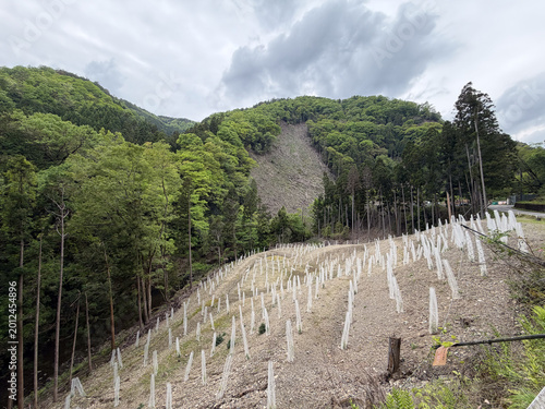 京都市左京区雲ヶ畑の植林された杉林